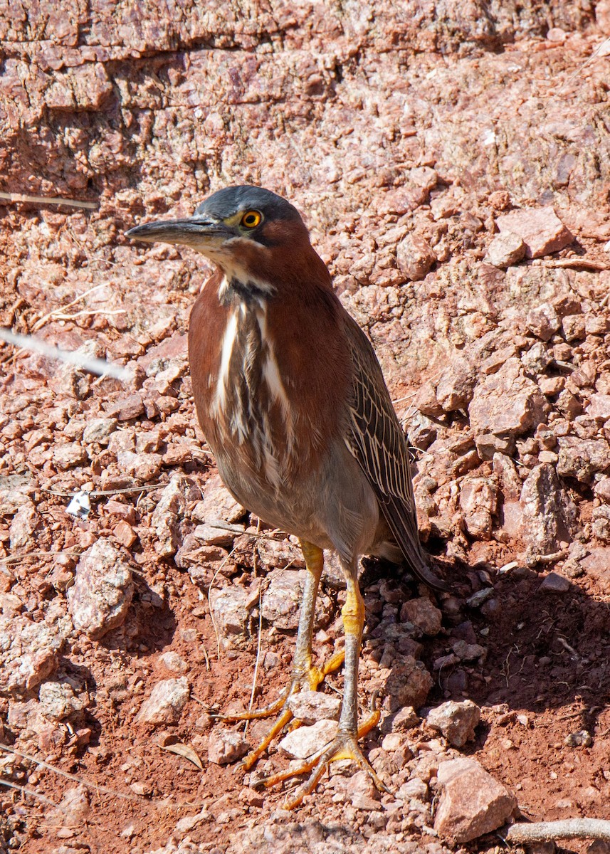 Héron vert - ML646034353