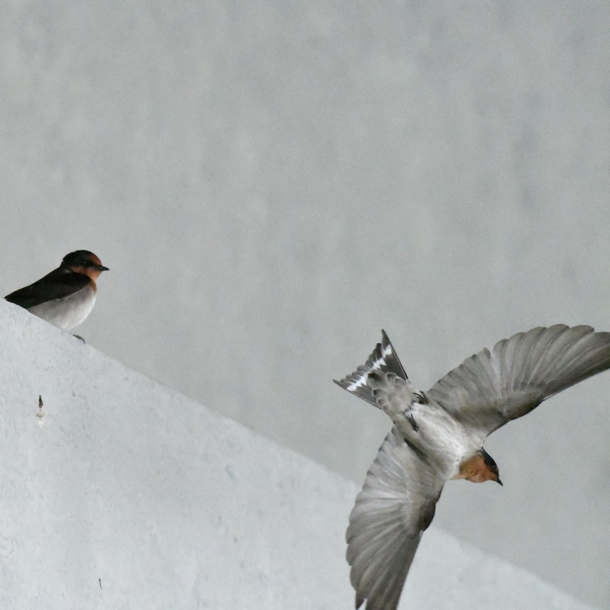 Hirondelle de Java - ML646034356