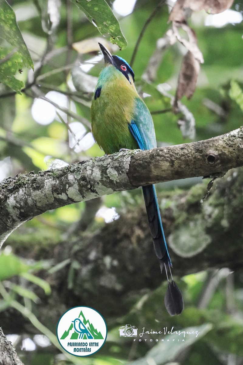 Motmot d'Équateur - ML646034357