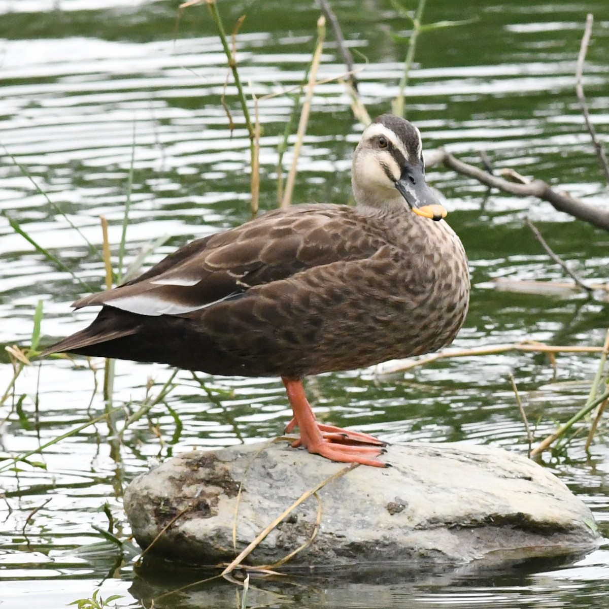Canard de Chine - ML646034358