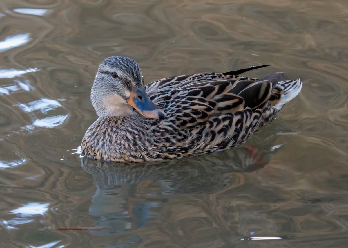 Canard colvert (forme domestique) - ML646034360