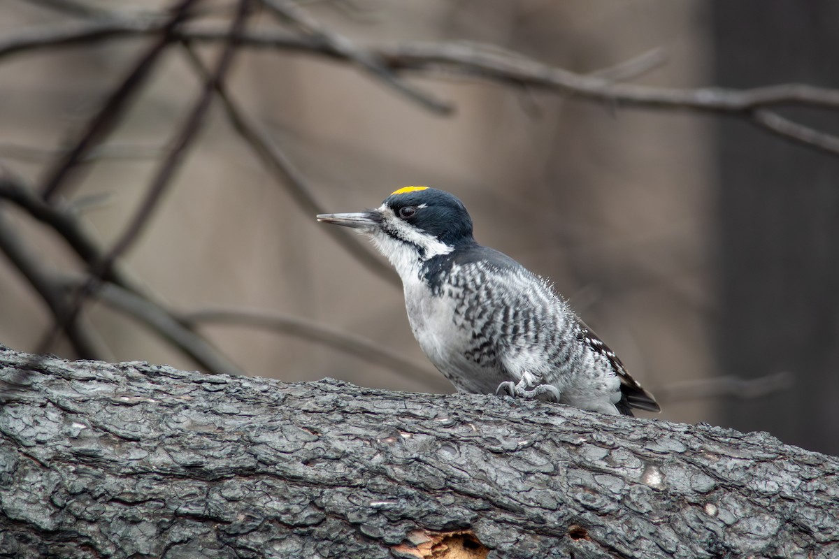 セグロミユビゲラ - ML646034364