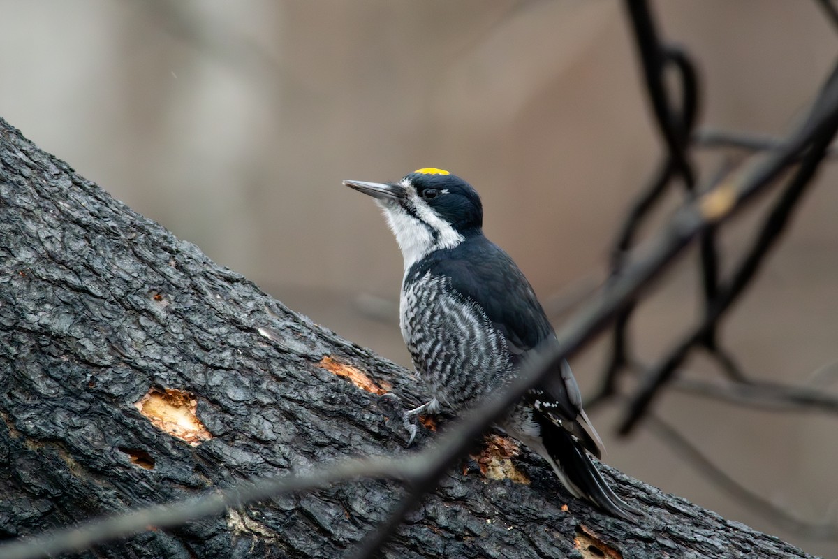 セグロミユビゲラ - ML646034365