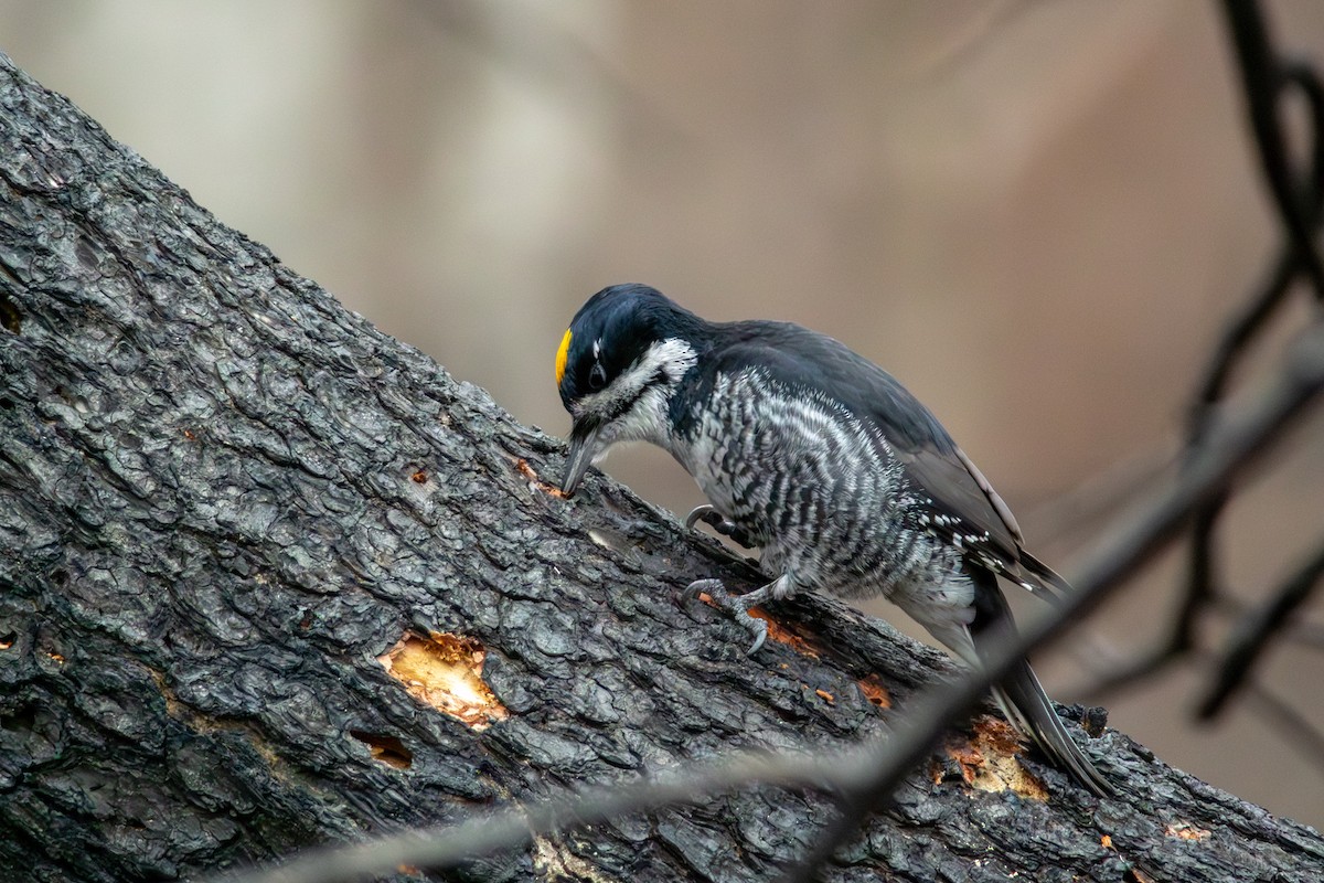 セグロミユビゲラ - ML646034367