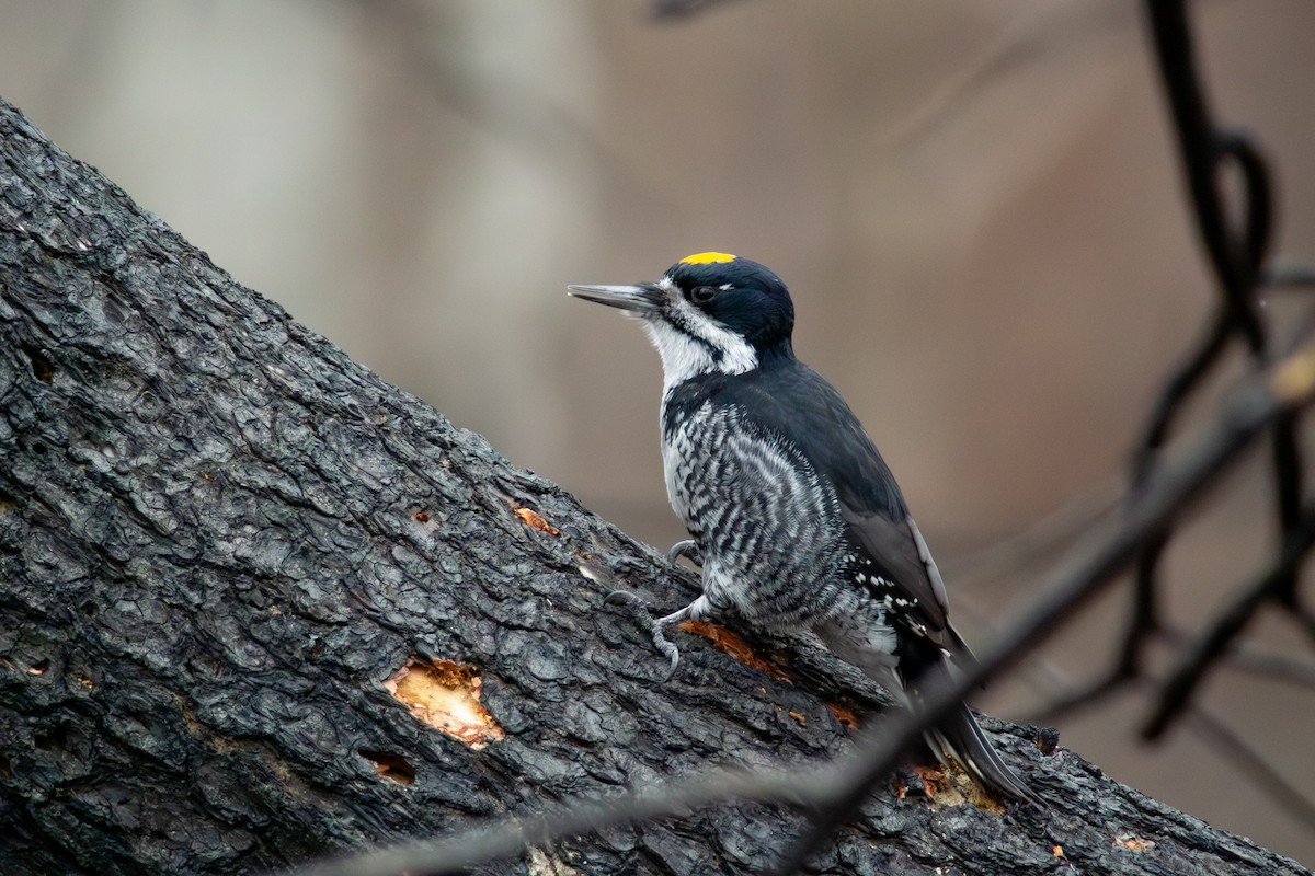 セグロミユビゲラ - ML646034368