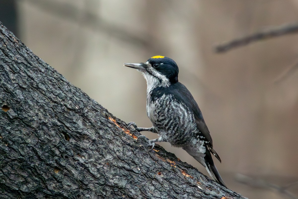 セグロミユビゲラ - ML646034369