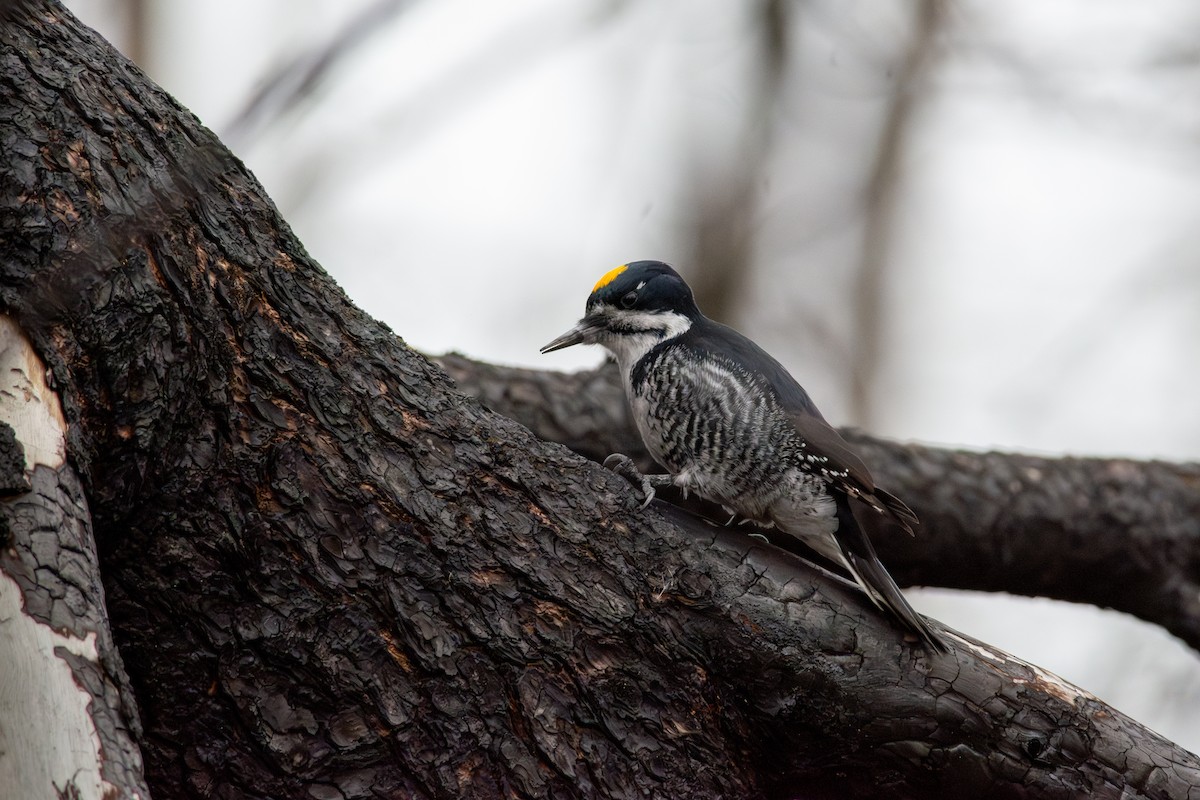 セグロミユビゲラ - ML646034370