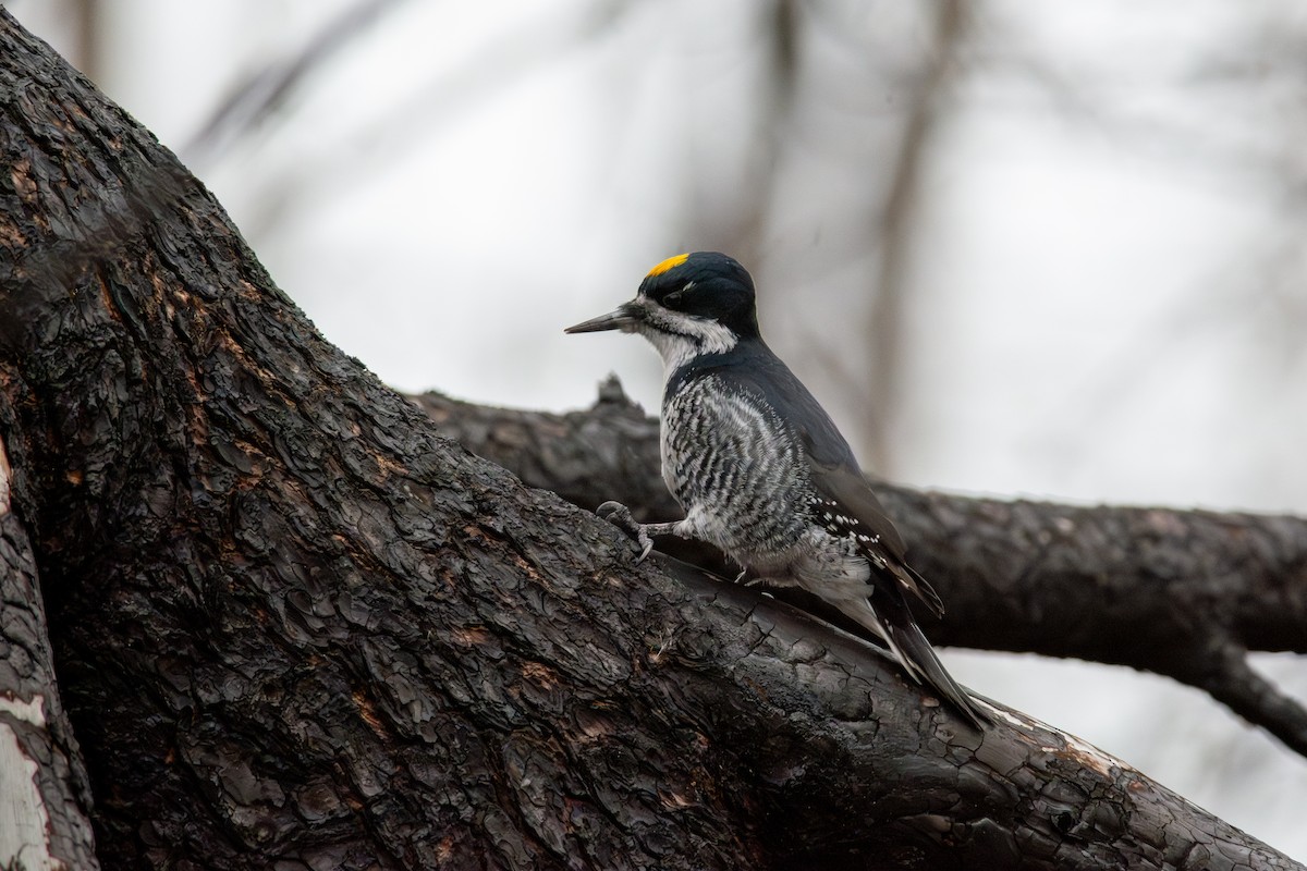 セグロミユビゲラ - ML646034371