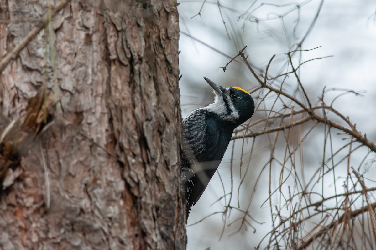 セグロミユビゲラ - ML646034372