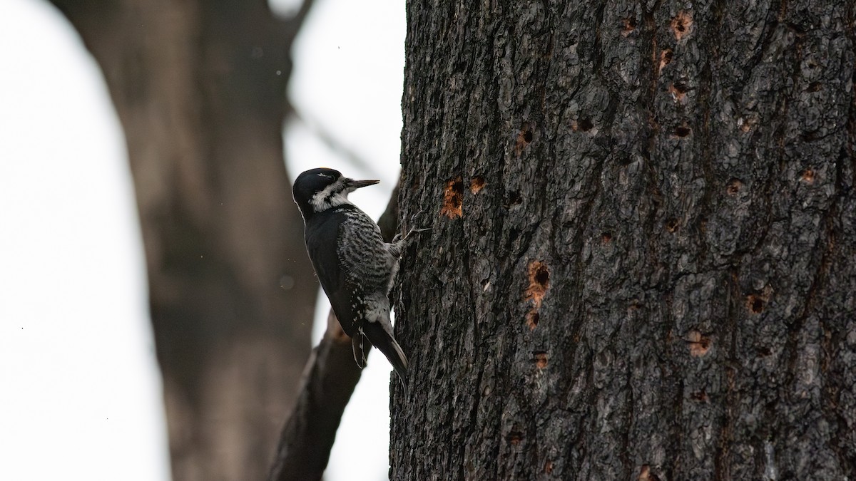 セグロミユビゲラ - ML646034373