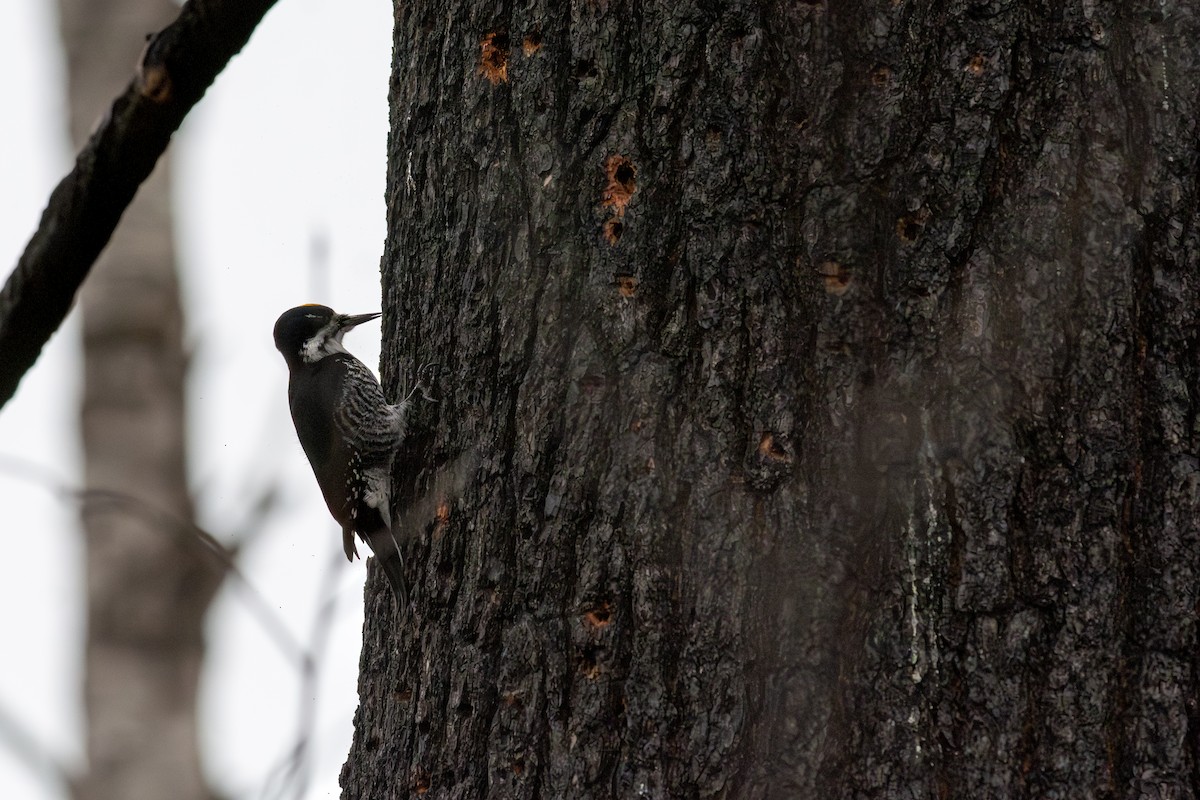 セグロミユビゲラ - ML646034374