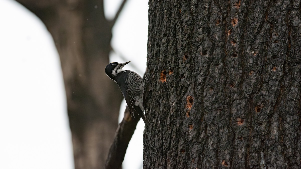 セグロミユビゲラ - ML646034375