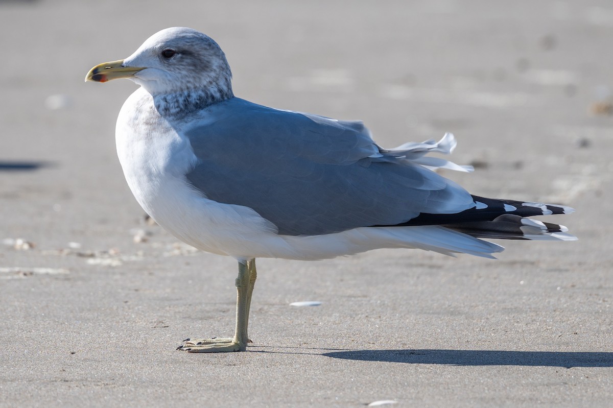 Goéland de Californie - ML646034376