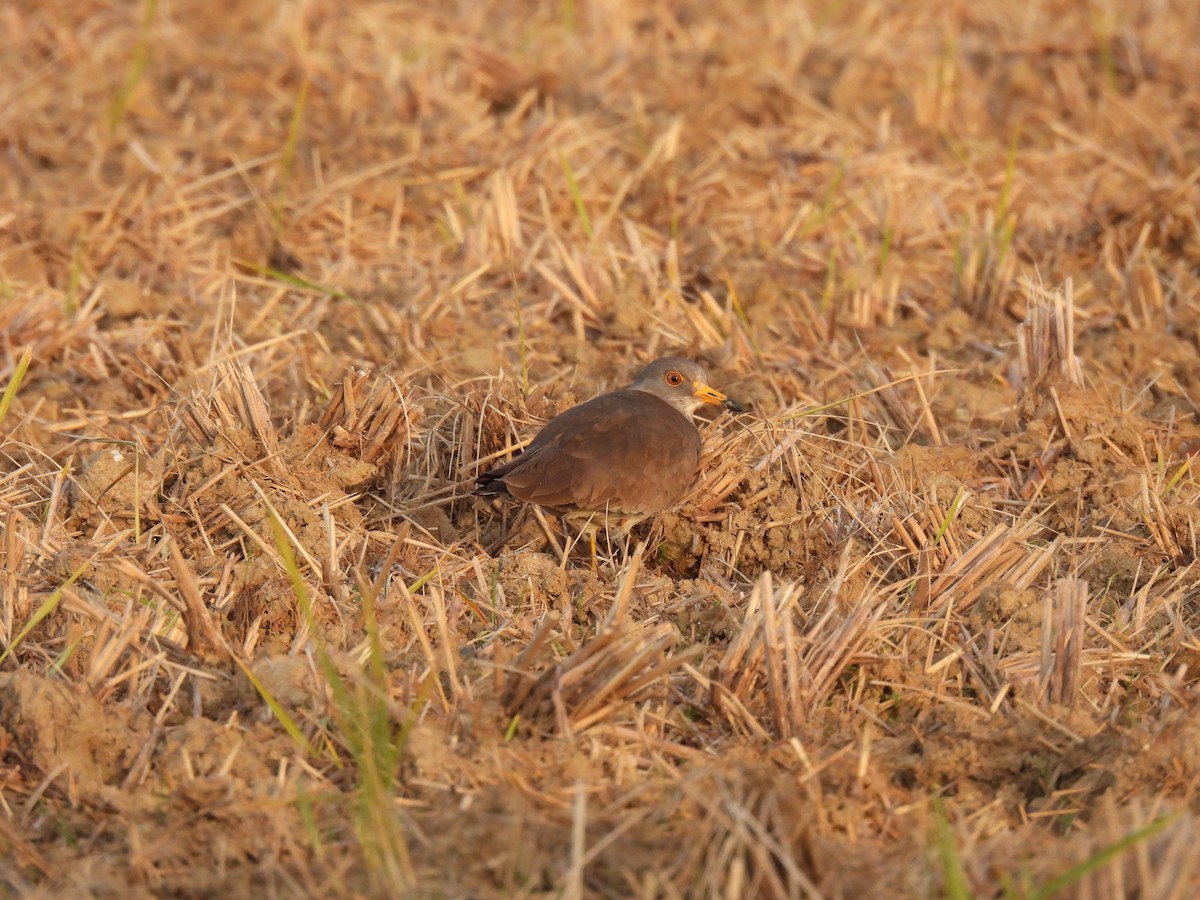 Vanneau à tête grise - ML646034377