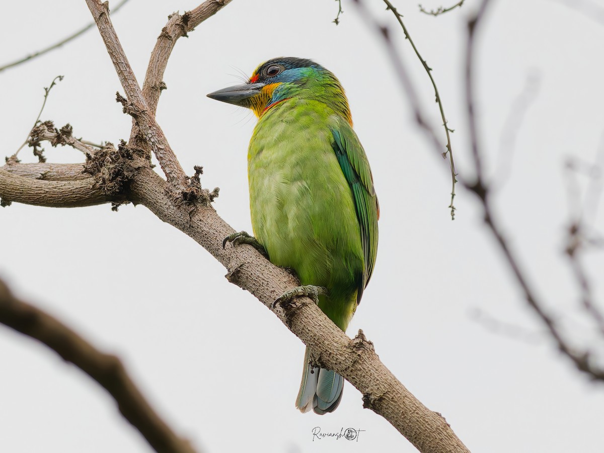 Barbu de Formose - ML646034378