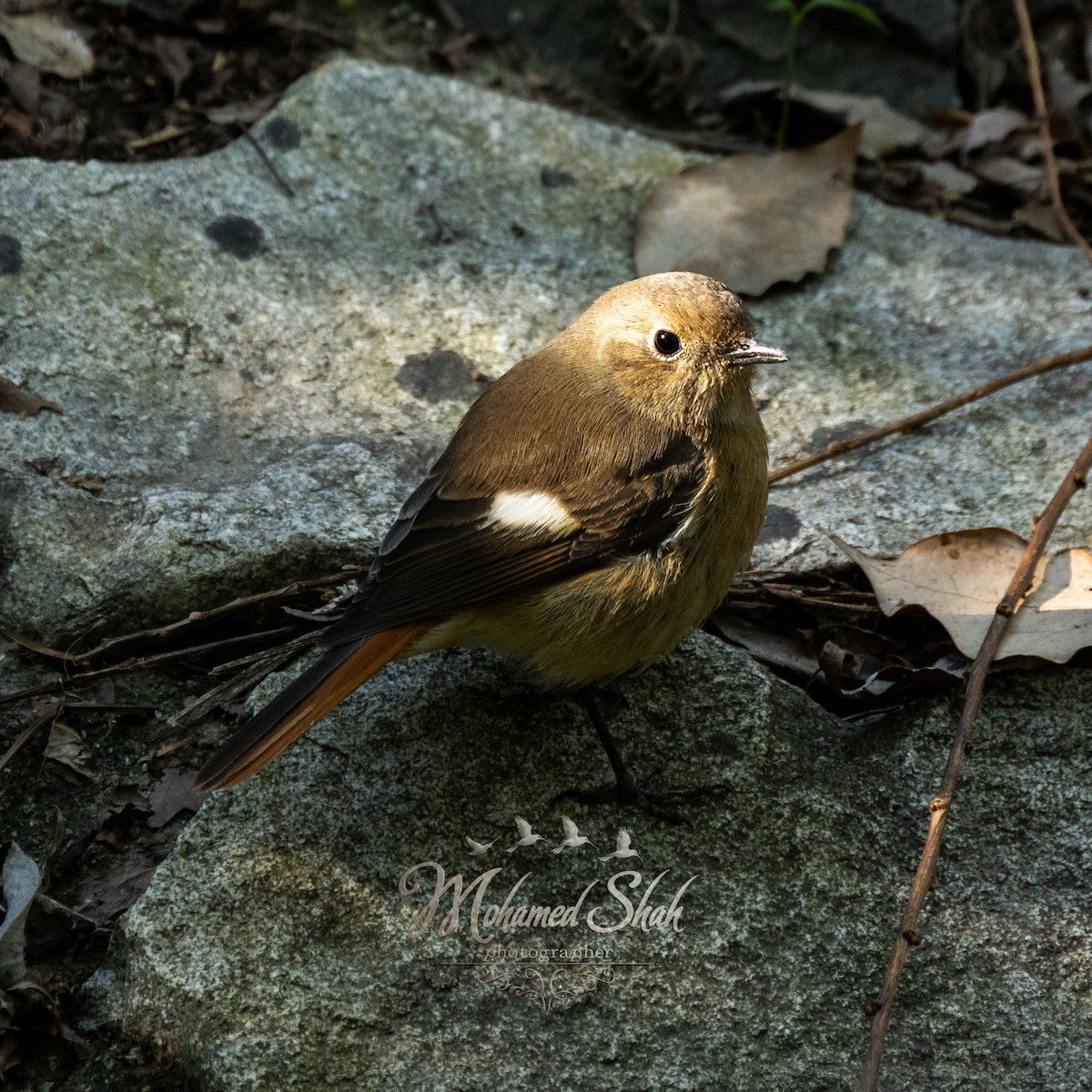 Rougequeue aurore - ML646034379