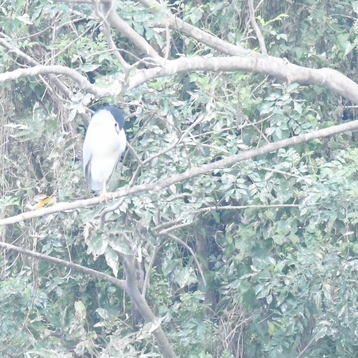 Bihoreau gris - ML646034380