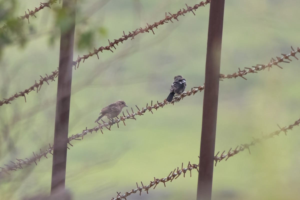 Pied Bushchat - ML646034381