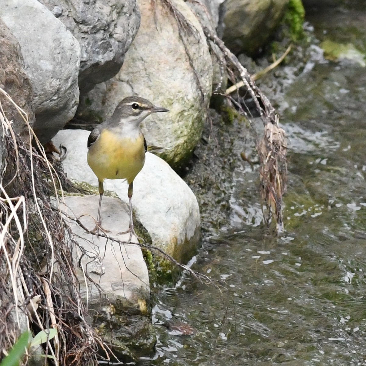 Bergeronnette des ruisseaux - ML646034382