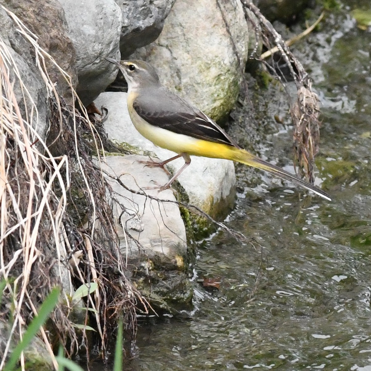 Bergeronnette des ruisseaux - ML646034383