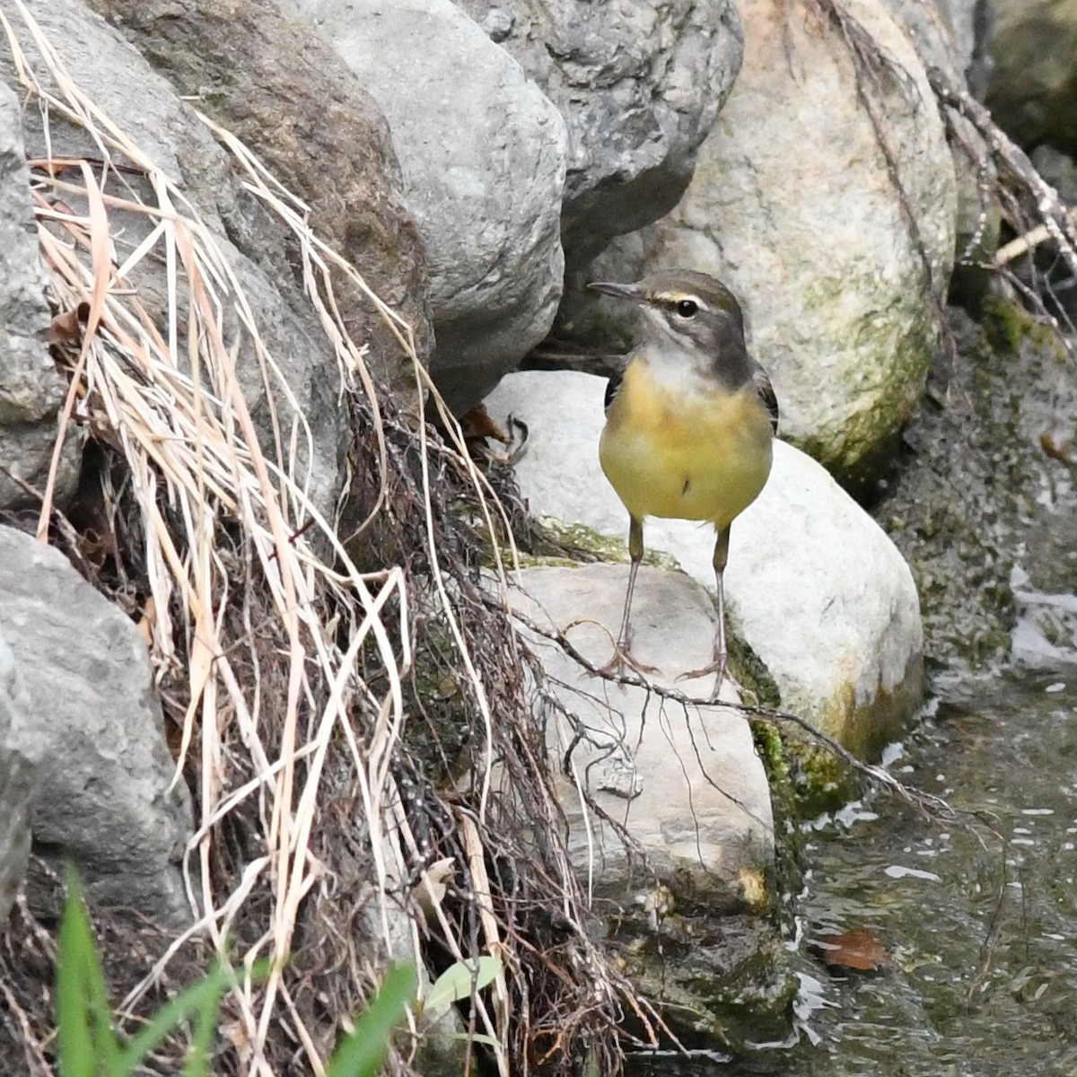 Bergeronnette des ruisseaux - ML646034384