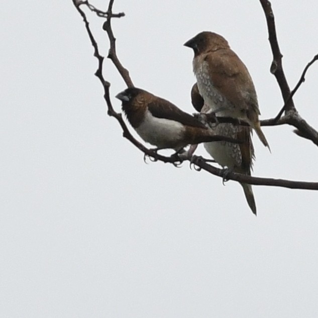 White-rumped Munia - ML646034386