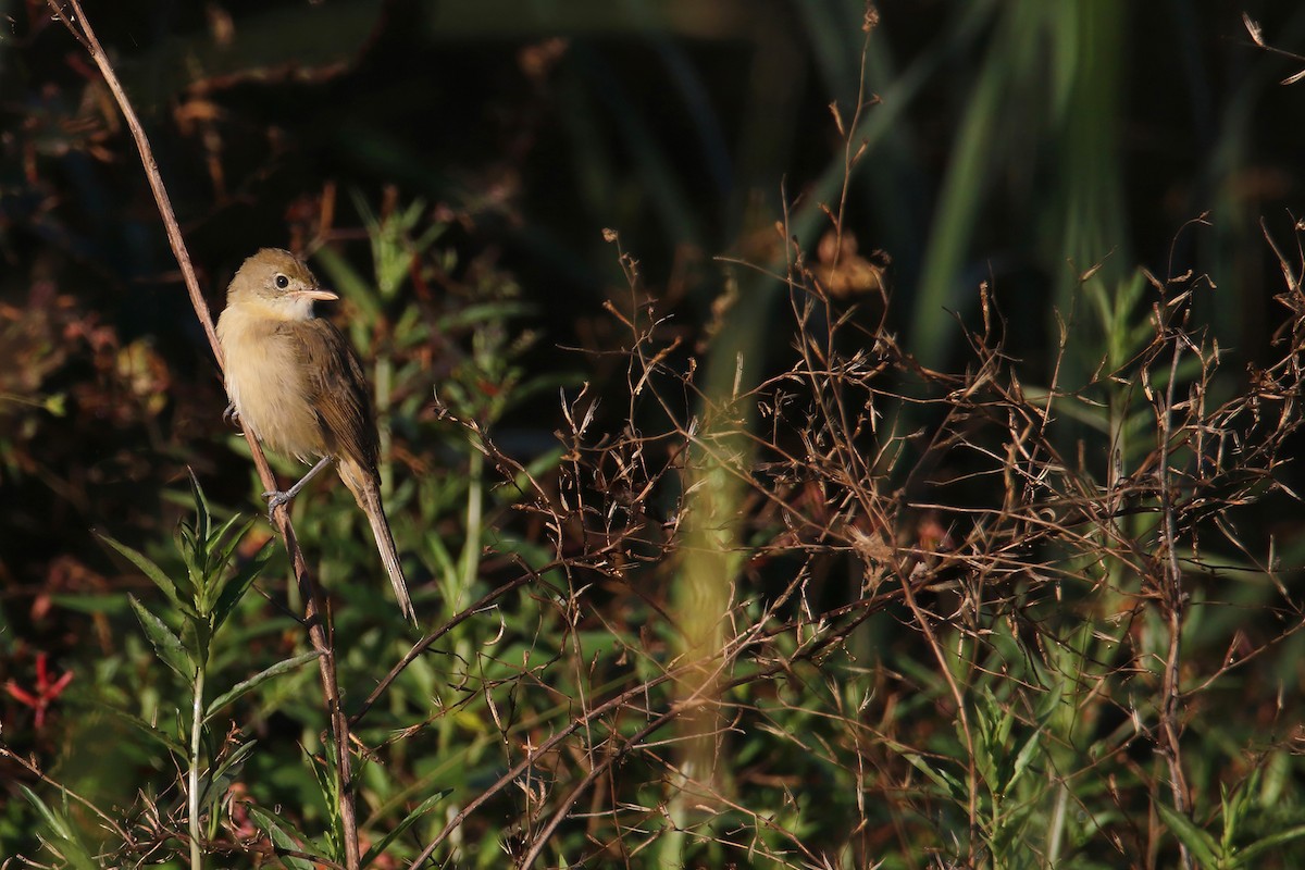Thick-billed Warbler - ML646034388