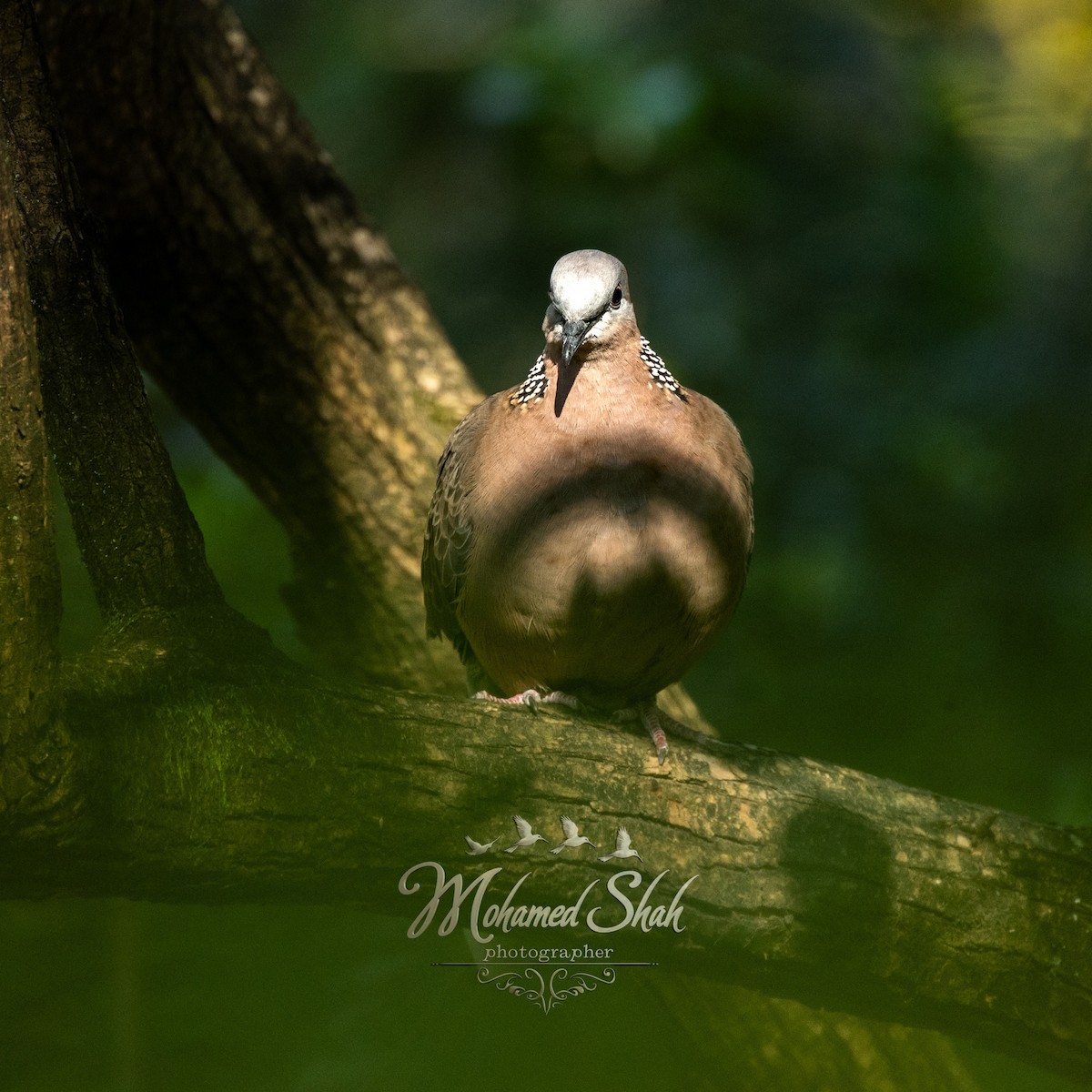 Spotted Dove - ML646034389
