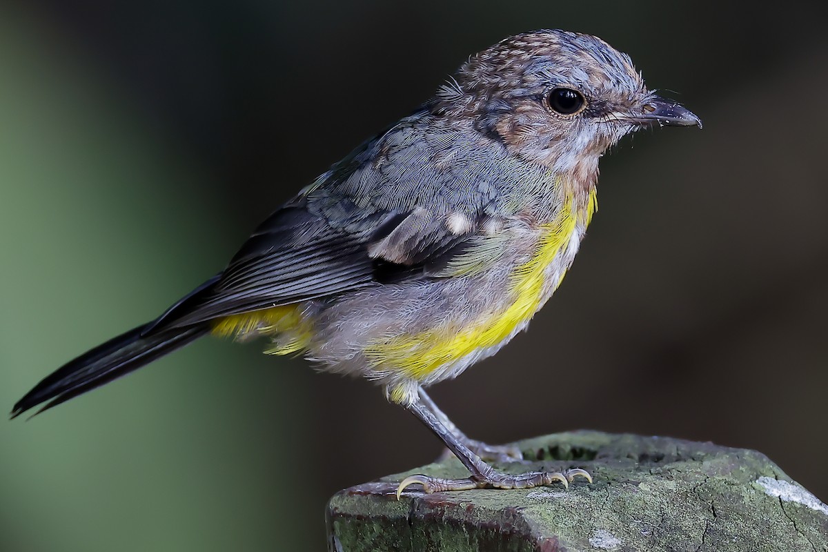 Eastern Yellow Robin - ML646034390