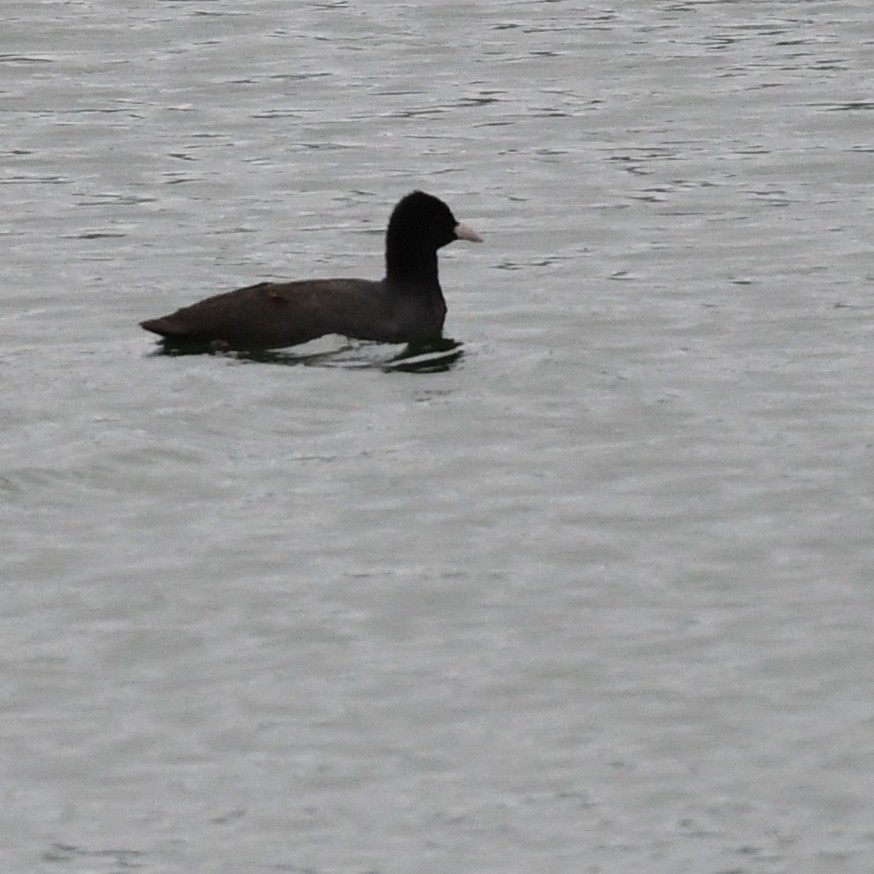 Eurasian Coot - ML646034391