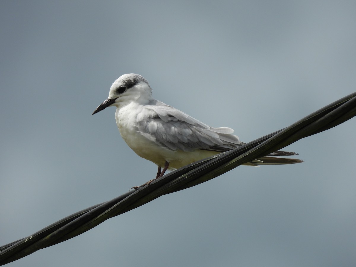 Whiskered Tern - ML646034392