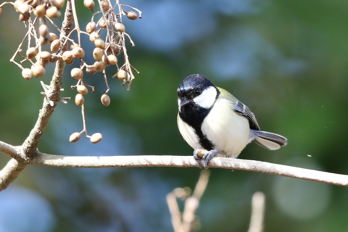 Asian Tit - ML646034394