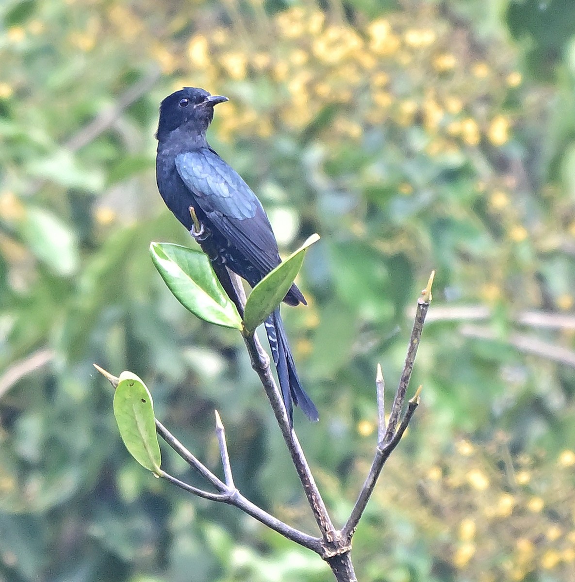 Fork-tailed Drongo-Cuckoo - ML646034395