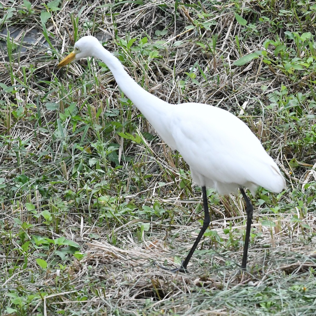 Medium Egret - ML646034396