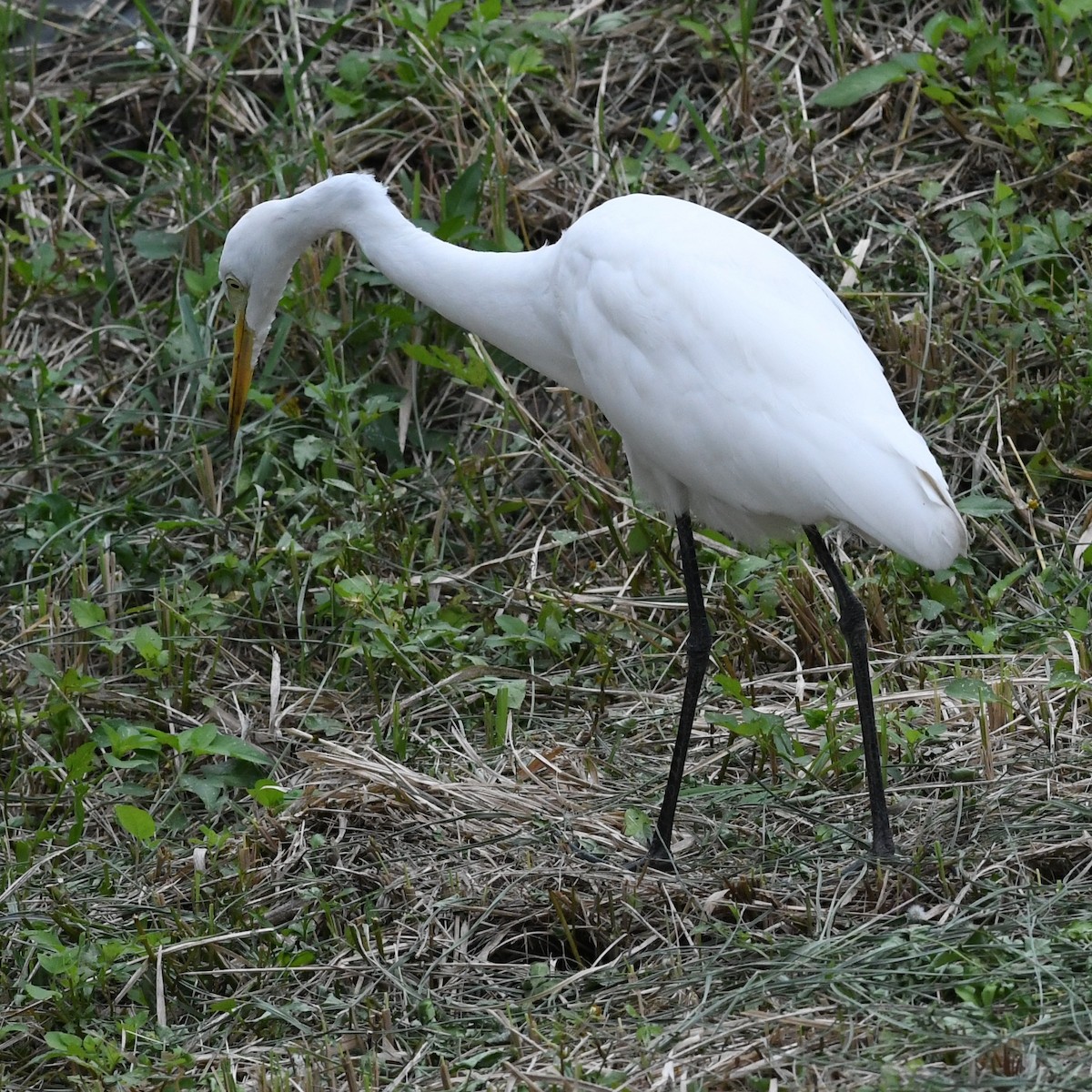 Medium Egret - ML646034397