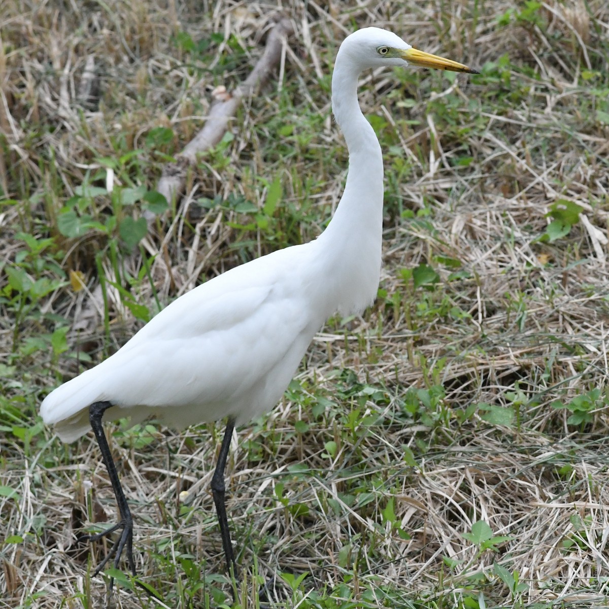 Medium Egret - ML646034398