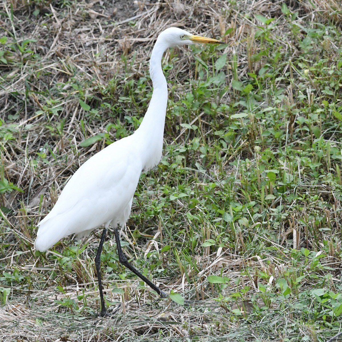 Medium Egret - ML646034399