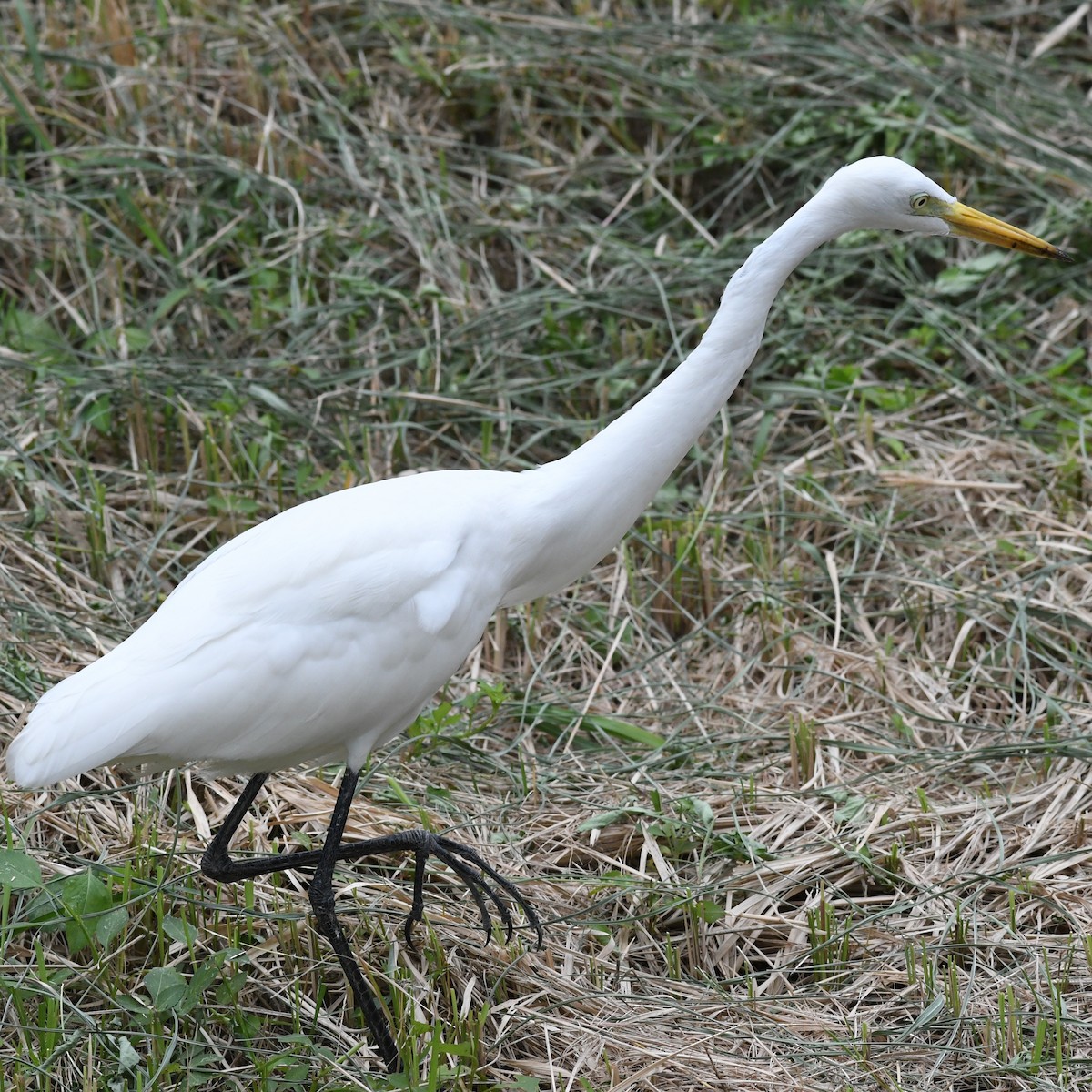 Medium Egret - ML646034400