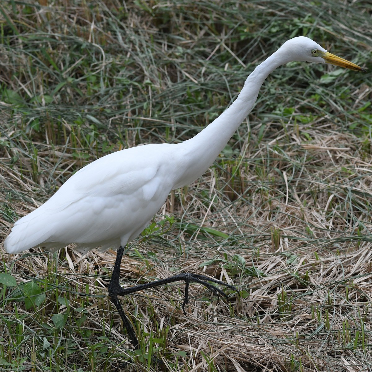 Medium Egret - ML646034401