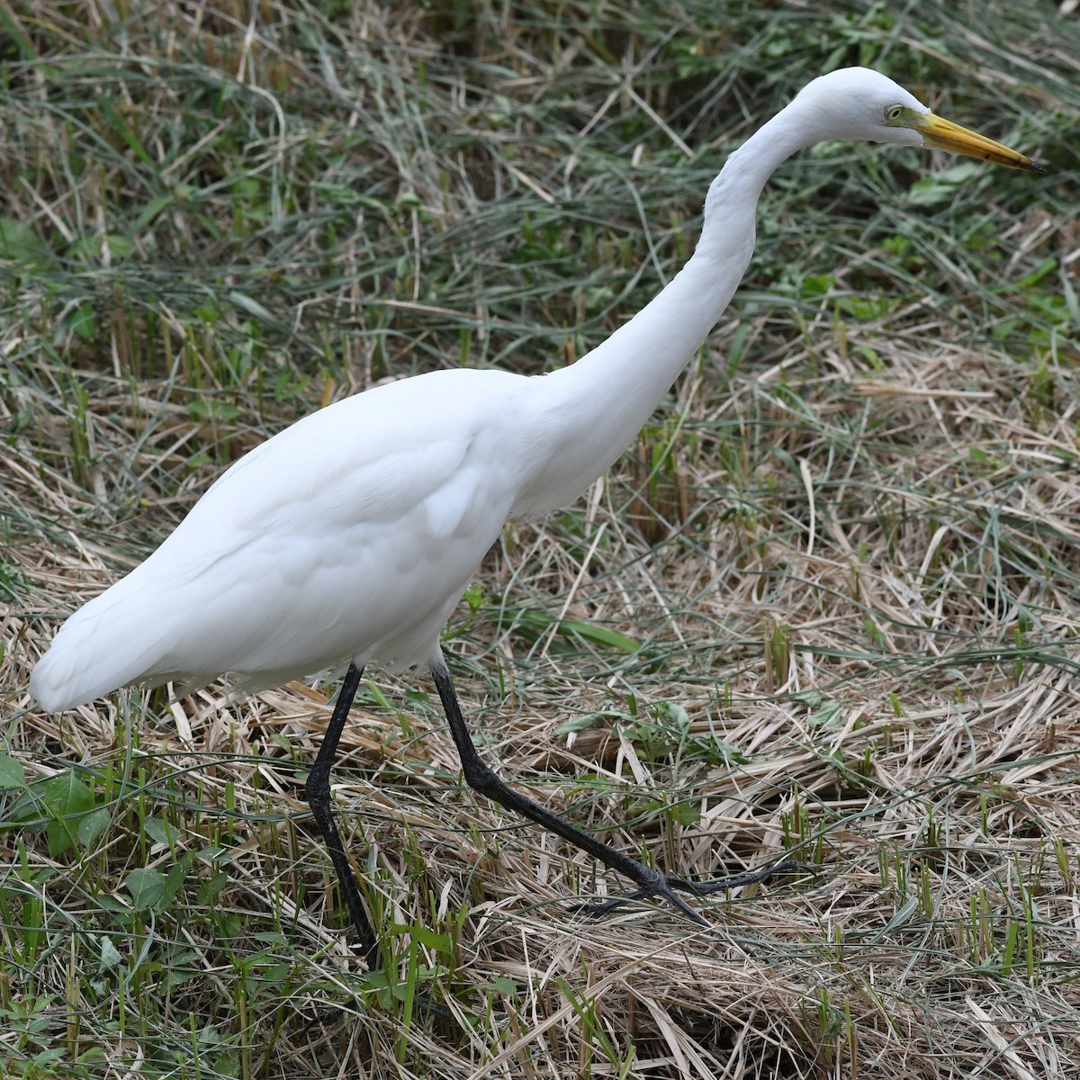 Medium Egret - ML646034402
