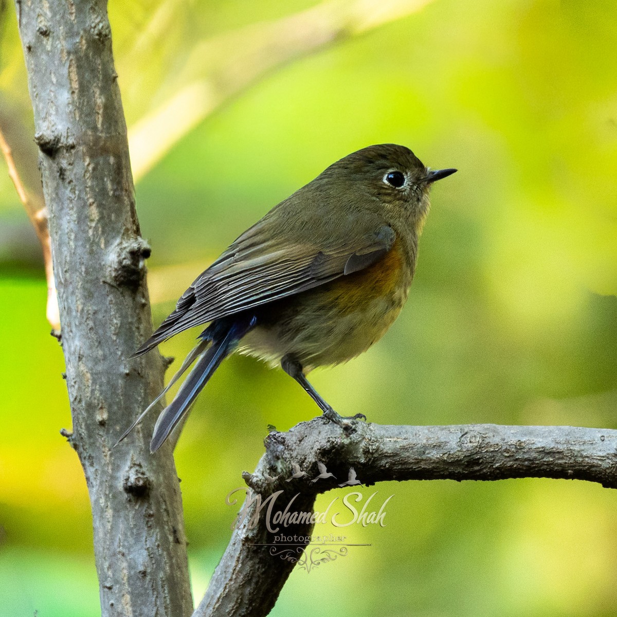 Red-flanked Bluetail - ML646034403