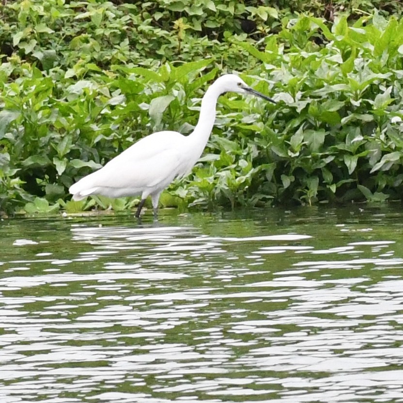 Little Egret - ML646034404