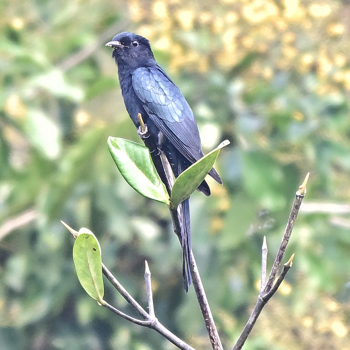 Fork-tailed Drongo-Cuckoo - ML646034405