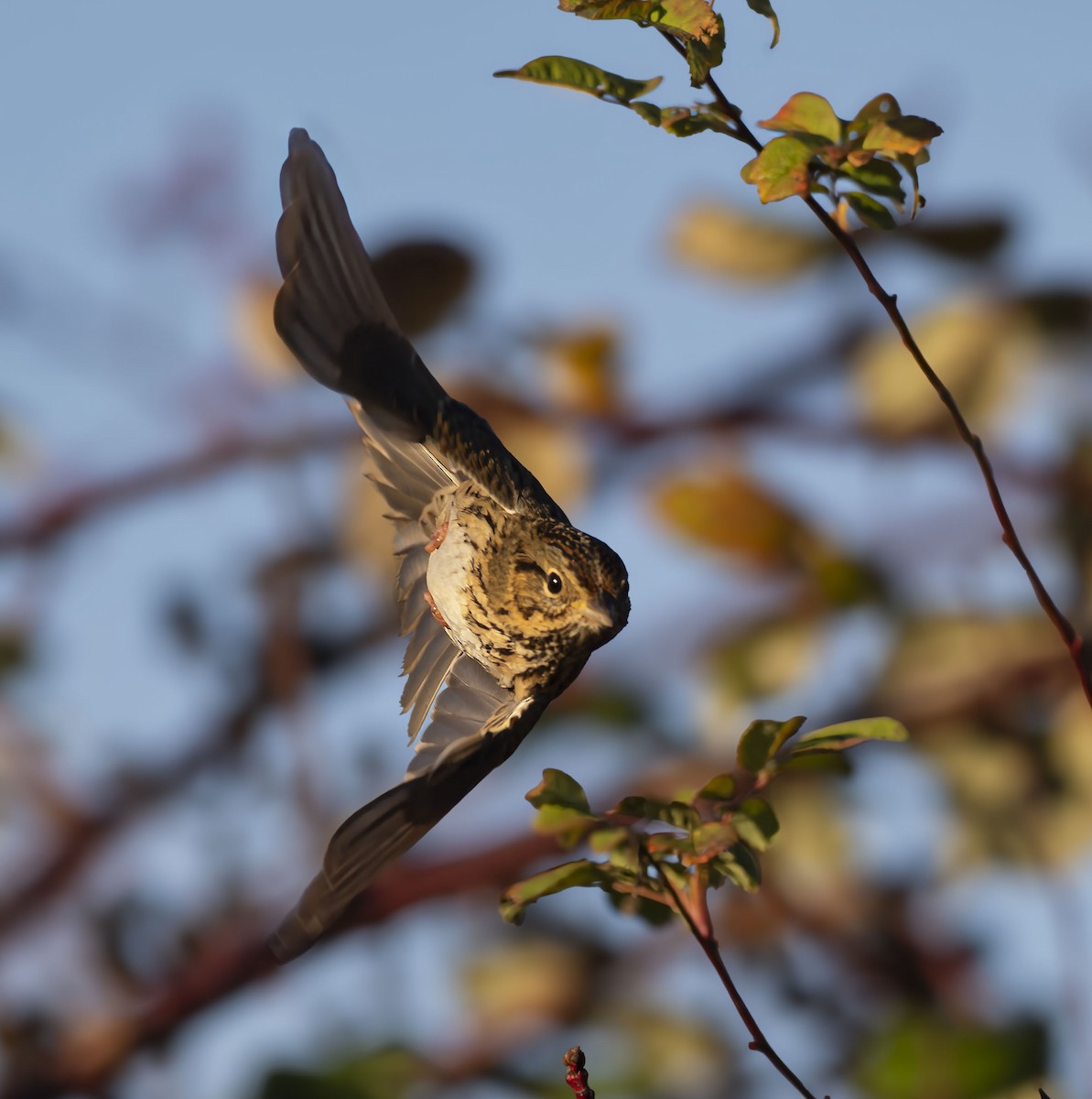 Lincoln's Sparrow - ML646034408