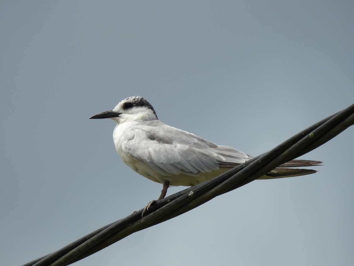 Whiskered Tern - ML646034409
