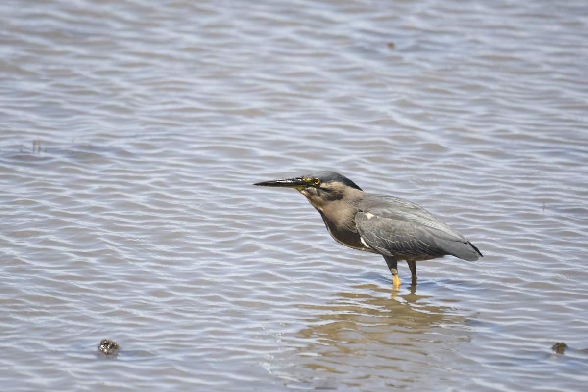 Héron des mangroves - ML646034411
