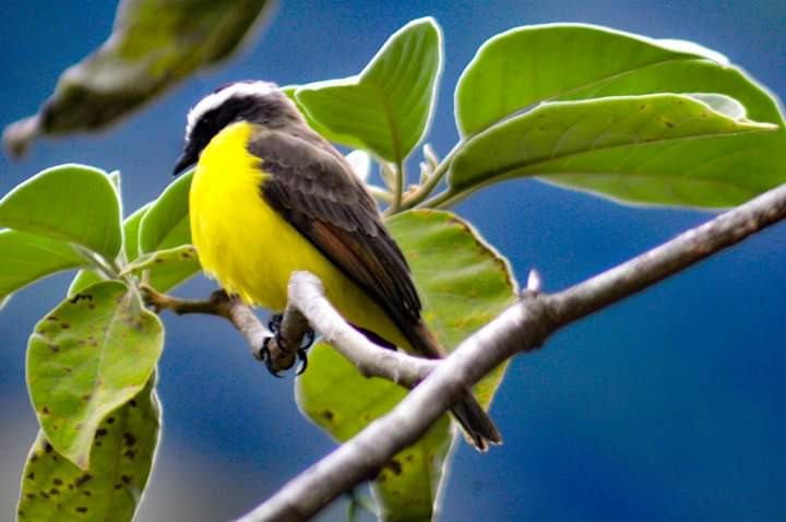 Tropical Kingbird - ML646034412