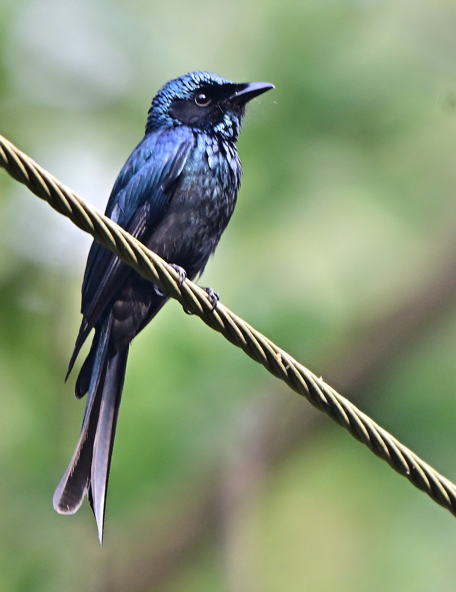 Bronzed Drongo - ML646034414