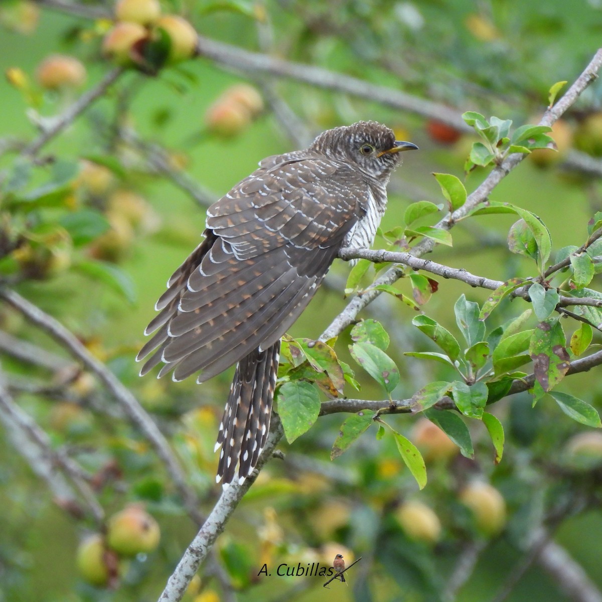 Common Cuckoo - ML646034415