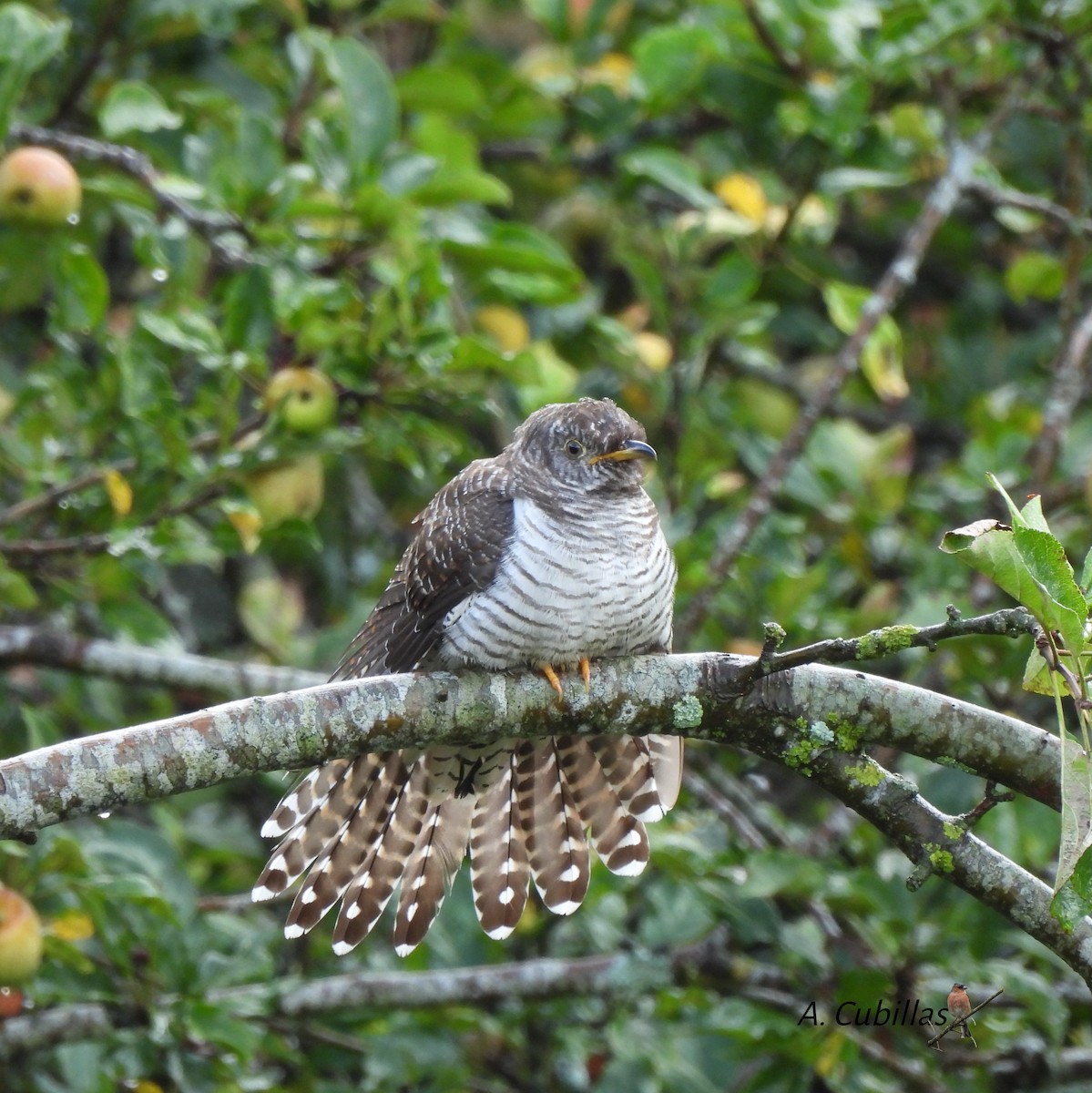Common Cuckoo - ML646034416